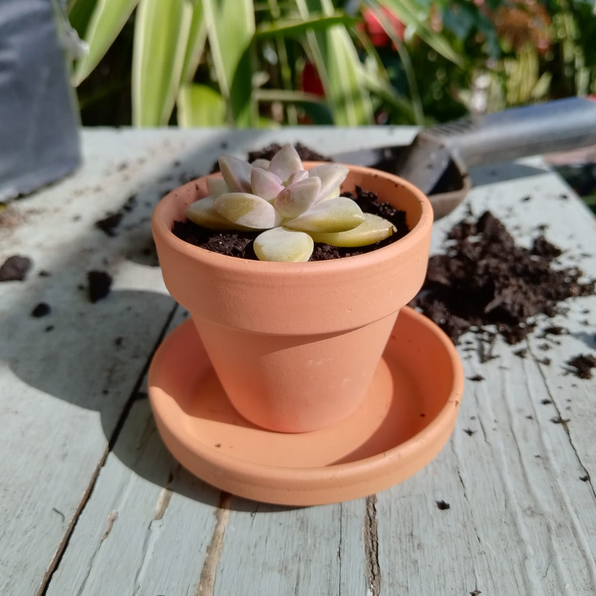 Terracotta Pot and Saucer - Image 5