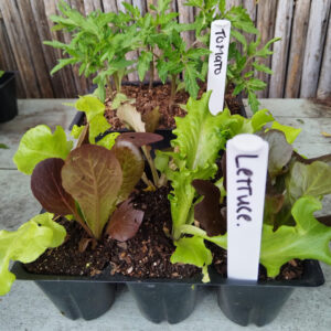 Small Plant markers pack of 10